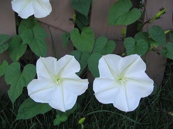 4 loại hoa chỉ nở về đêm, thơm như nước hoa, thích hợp trồng ban công nhà - 3 - kythuatcanhtac.com