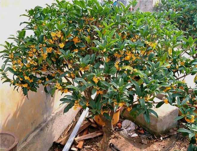Trồng cây cảnh không chỉ để ngắm, 4 lợi ích của việc trồng cây cảnh chưa chắc bạn đã biết - 5 - kythuatcanhtac.com