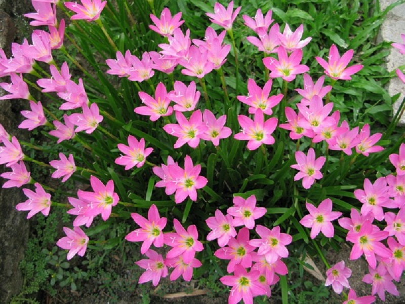 Ý nghĩa các màu hoa Thủy Tiên và cách trồng giúp hoa nở đẹp rực rỡ - 5 - kythuatcanhtac.com