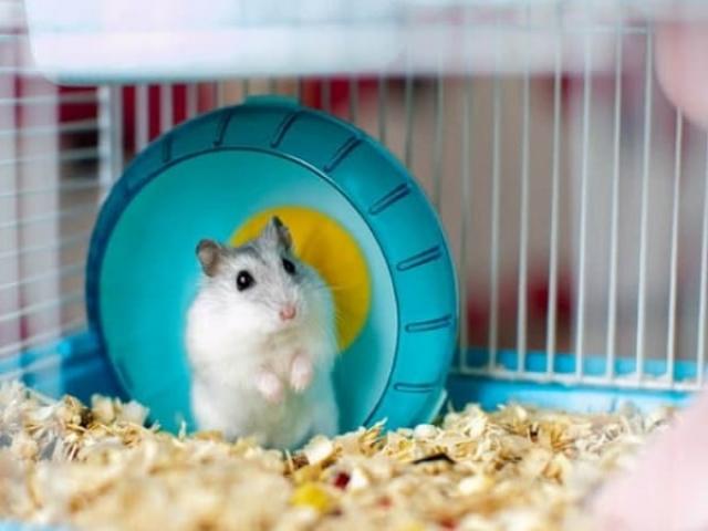 Chuột Hamster - Cách nuôi, chăm sóc và một số sự thật thú vị - kythuatcanhtac.com