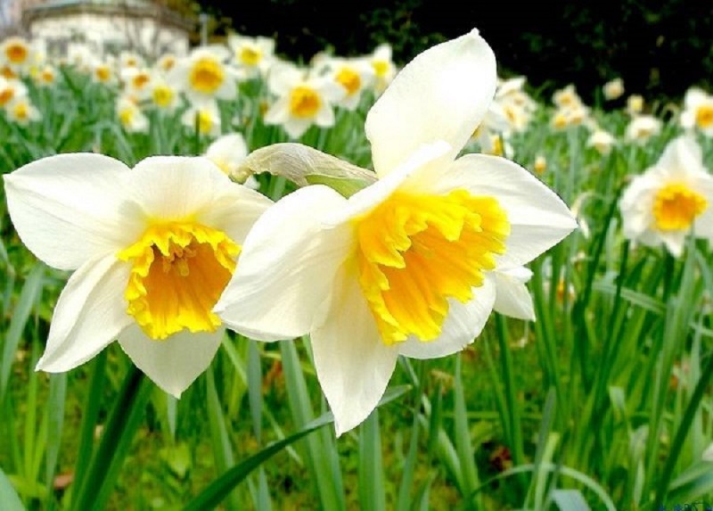 Ý nghĩa các màu hoa Thủy Tiên và cách trồng giúp hoa nở đẹp rực rỡ - 1 - kythuatcanhtac.com