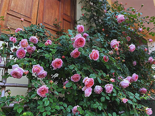 Mẹ Quảng Ninh trồng hoa hồng nở rộ như trời Tây, chi phí ban đầu chỉ 180 nghìn - kythuatcanhtac.com