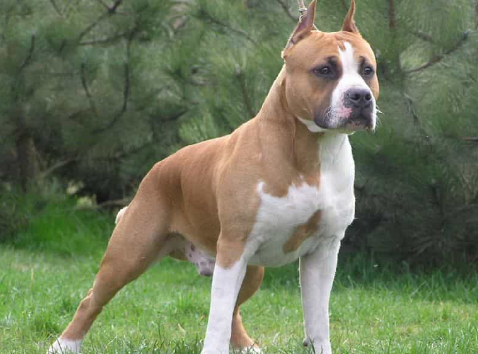 Chó Pitbull - Nguồn gốc, đặc điểm, cách chăm sóc chú chó Pitbull 17 - kythuatcanhtac.com