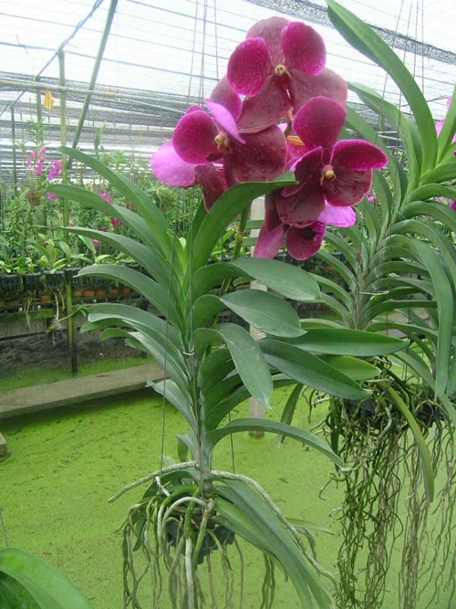 Hoa lan đẹp dễ trồng nhất tại Việt Nam cho người mới chơi lan 25 - kythuatcanhtac.com