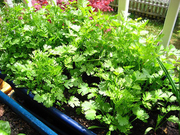 6 loại rau sống dai như cỏ dại, vứt trong góc bếp cũng có lá ăn quanh năm - 2 - kythuatcanhtac.com