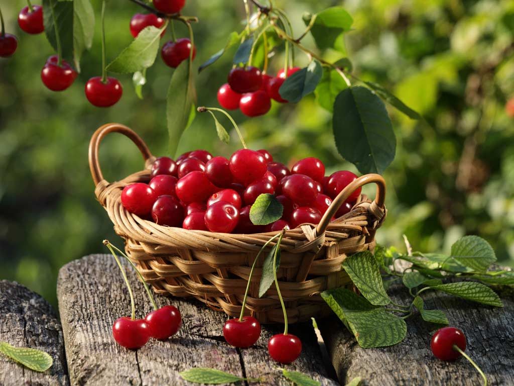 Bí kíp cắt tỉa cành cây cherry cho quả phát triển tốt nhất - kythuatcanhtac.com