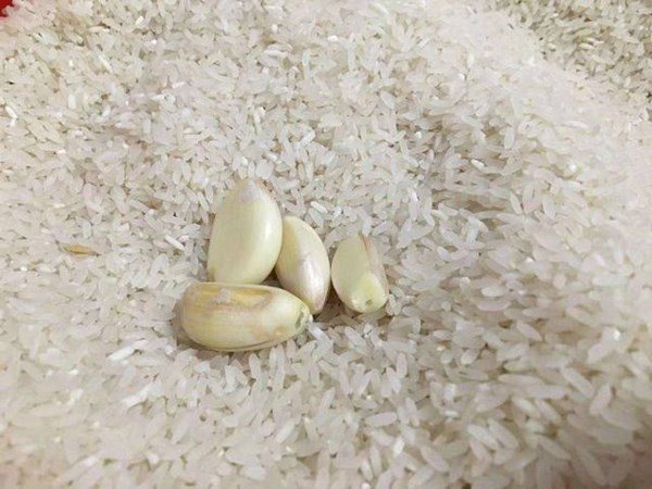 Mùa dịch gạo để lâu trong thùng sinh mối mọt, dạy bạn 1 mẹo để cả tháng vẫn trắng thơm - 1 - kythuatcanhtac.com