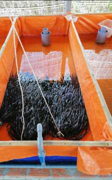 Tìm hiểu Kỹ thuật nuôi lươn thương phẩm trong bể bạt - kythuatcanhtac.com
