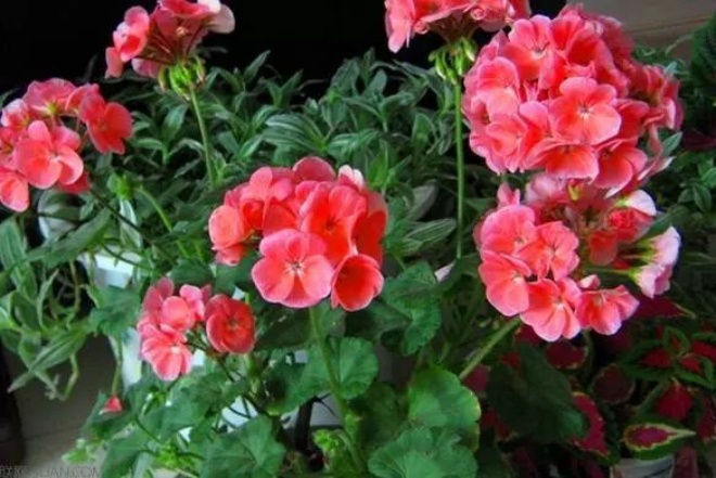 Chỉ cần giữ lại 3 loại hoa này trên ban công, trồng 1 lần nở rộ 365 ngày trong năm - 1 - kythuatcanhtac.com