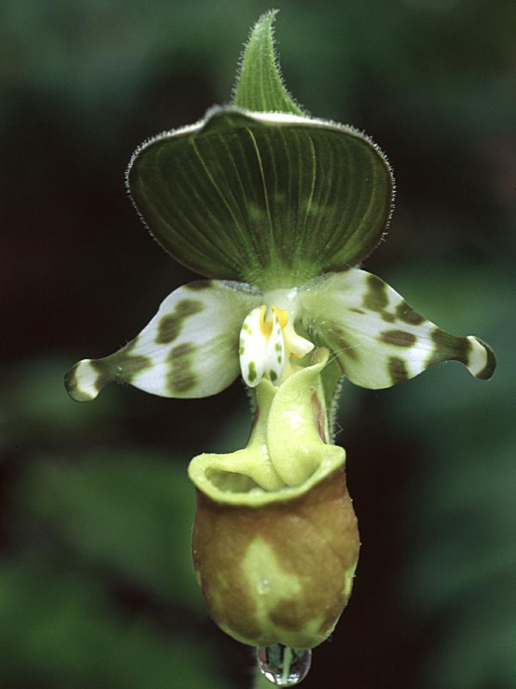 Hình ảnh lan hài Slipper Orchids giống Cypripedium - kythuatcanhtac.com