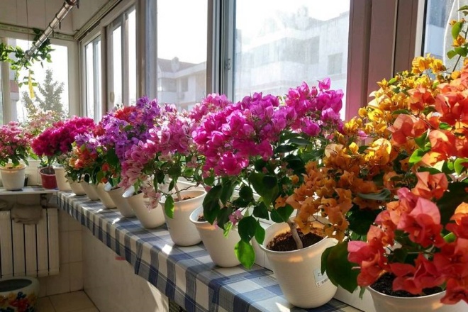 amp;#34;Máy sản xuất hoa mùa hèamp;#34;, trồng theo cách này hoa nở như thác, kéo dài 200 ngày mỗi năm - 7 - kythuatcanhtac.com