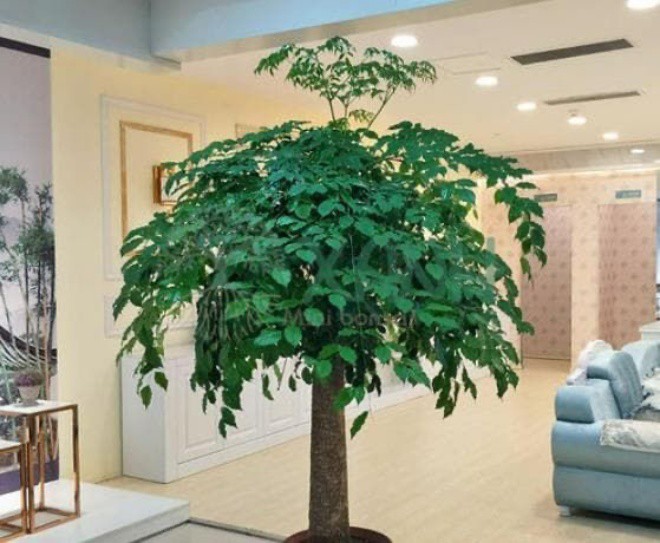 Loại cây này có tên nghe thôi đã hạnh phúc, giúp tăng vận khí cho người trong nhà - 3 - kythuatcanhtac.com