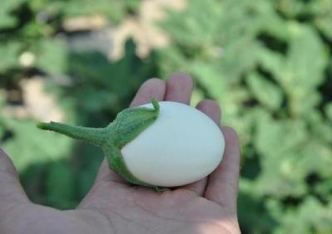 Loại cây có quả trắng muốt to như trứng gà, trồng theo cách này 1 cây hái được 2 kg - 5 - kythuatcanhtac.com