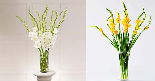 5 loại hoa mang ý nghĩa tài lộc, rằm tháng Chạp nên mua cắm - 3 - kythuatcanhtac.com