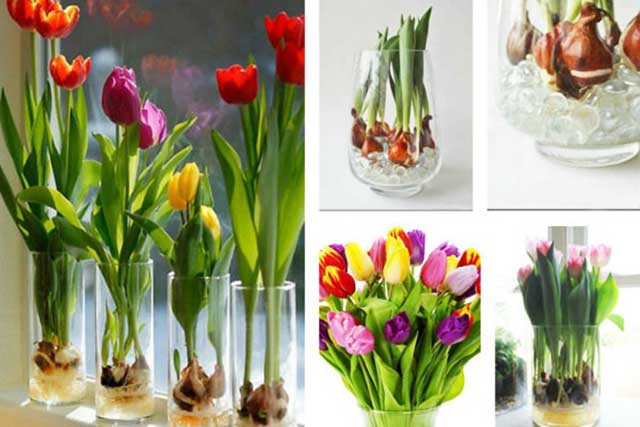 Trồng hoa tulip trong chậu - kythuatcanhtac.com