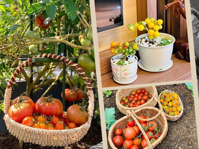 Mẹ Sơn La tháng 11 thả hạt giống, Tết có chậu cà chua bonsai, cách làm dễ ợt - kythuatcanhtac.com