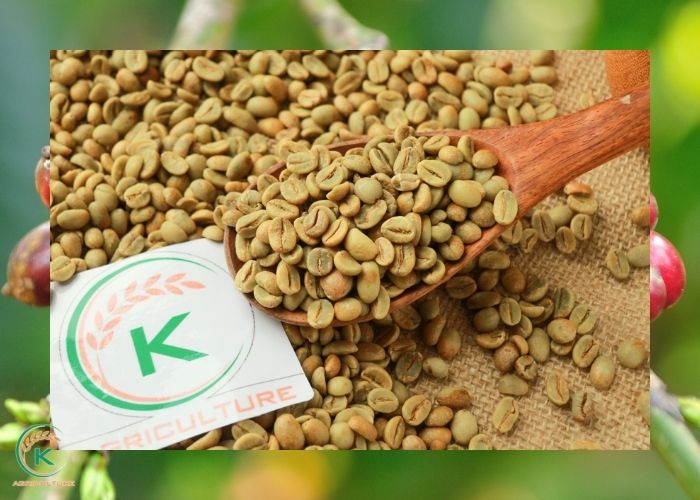 things-to-know-about-wholesale-robusta-coffee-beans - kythuatcanhtac.com
