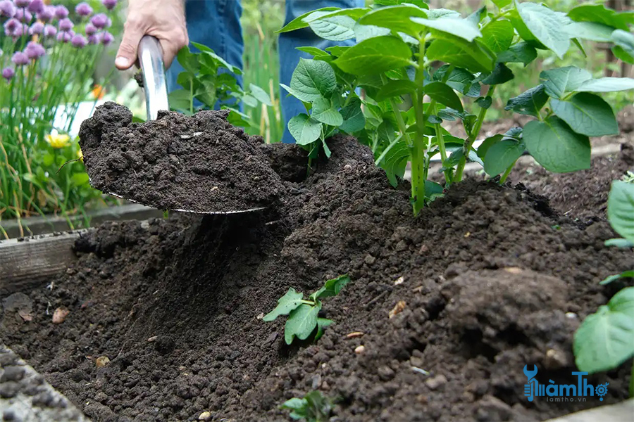 Xới đất cho khoai tây là một thực tế phổ biến khi phát triển khoai tây - kythuatcanhtac.com
