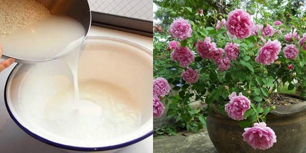 Trồng hoa đổ thêm loại nước này, tác dụng như phân bón, mạnh gấp 10 lần nước vo gạo - 3 - kythuatcanhtac.com