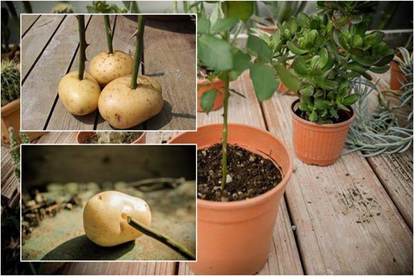 Vỏ khoai tây chứa nhiều vitamin, bỏ 1 nắm vào gốc cây tác dụng tốt hơn phân bón - 1 - kythuatcanhtac.com