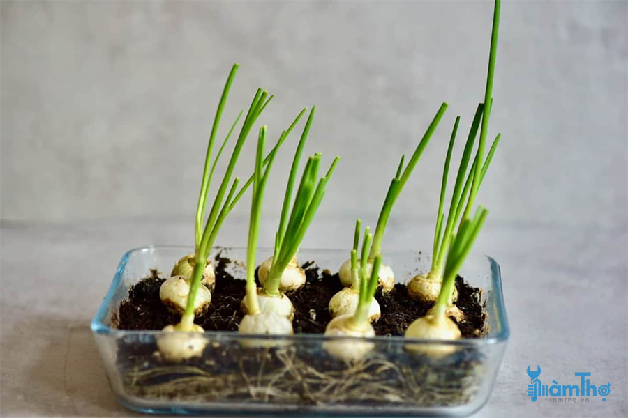 Cách trồng hành tại nhà tái sử dụng từ thức ăn thừa - kythuatcanhtac.com