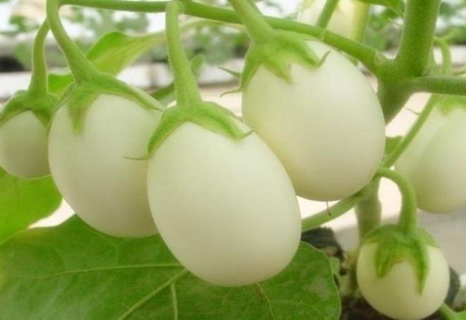 Loại cây có quả trắng muốt to như trứng gà, trồng theo cách này 1 cây hái được 2 kg - 1 - kythuatcanhtac.com
