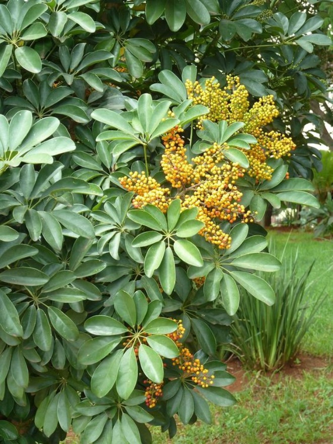 Người giàu không trồng hoa mà chỉ trồng ba loại cây này, chẳng trách càng ngày càng giàu - 3 - kythuatcanhtac.com