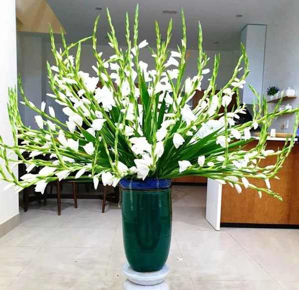 Cách cắm hoa lay ơn sang trọng trong phòng khách, nở đẹp, tươi lâu suốt chục ngày Tết - 3 - kythuatcanhtac.com