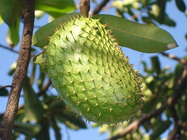 Mãng cầu xiêm thái - giống cây ăn quả ngắn ngày - kythuatcanhtac.com