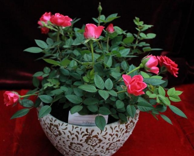 Chậu hoa hồng ngoại lâu bung nở, chỉ cần 4 thao tác nhỏ bạn có thể thu hoạch cả vườn - 1 - kythuatcanhtac.com