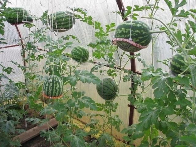 Cách trồng dưa hấu bằng hạt tại nhà đúng kỹ thuật ra nhiều quả - kythuatcanhtac.com