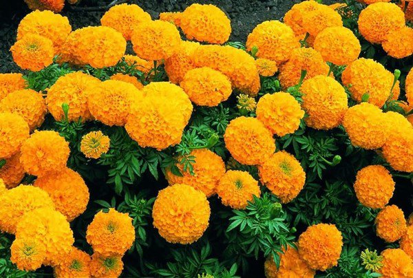 5 loại hoa tượng trưng cho sự chia ly, rất đẹp nhưng Tết không nên để trong nhà - 4 - kythuatcanhtac.com