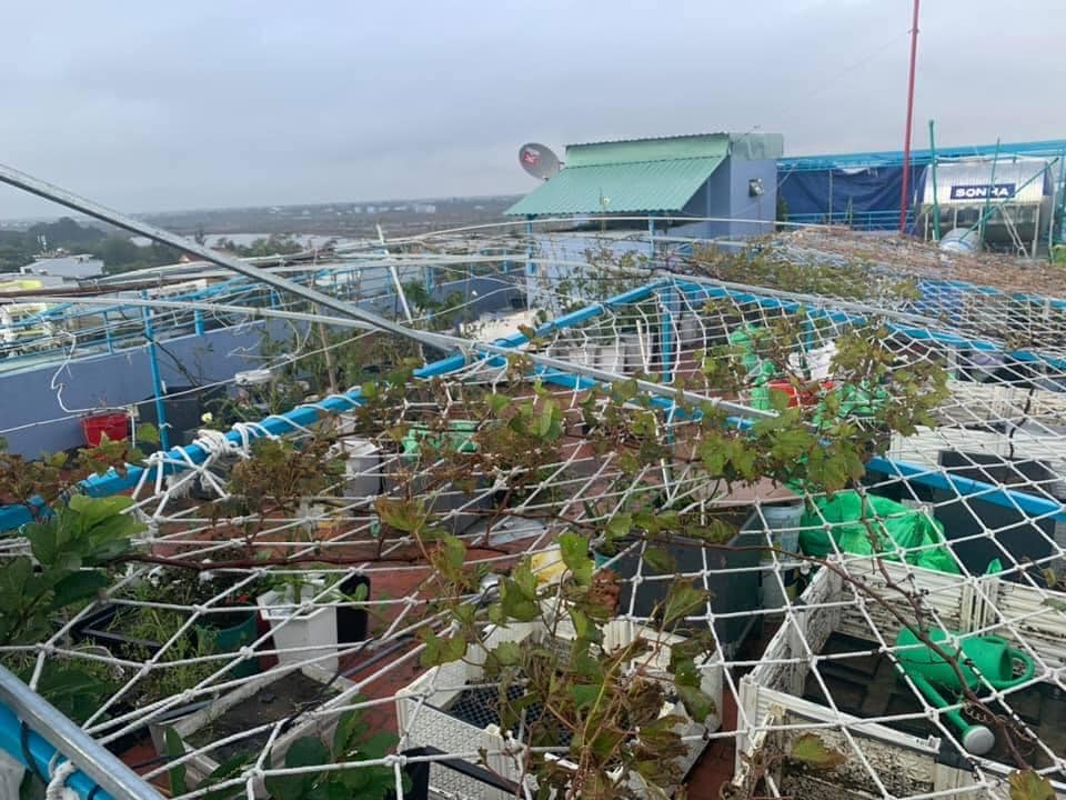 Nhiều lần mất trắng vườn vì mưa bão, mẹ Đà Nẵng quyết tâm phục thù, được sân thượng mướt xanh - 4 - kythuatcanhtac.com