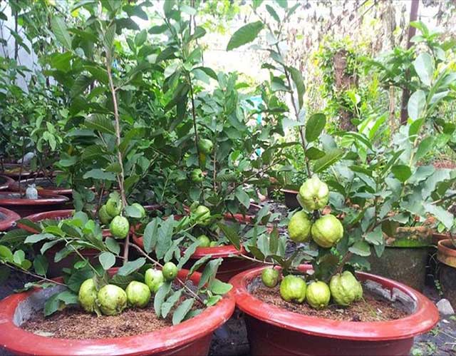 Ổi đài loan cây ăn trái dễ trồng - kythuatcanhtac.com