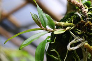 Giới thiệu một số giá thể trồng lan Hoàng Thảo - Ghép gỗ - kythuatcanhtac.com