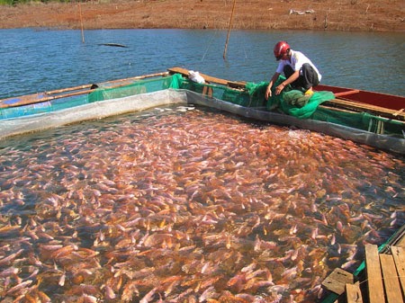 Một số mô hình nuôi cá sạch giúp nông dân làm giàu - kythuatcanhtac.com