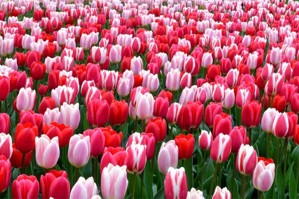 Ý nghĩa hoa Tulip vàng, đỏ, trắng, hồng, tím trong tình yêu và đời sống - 5 - kythuatcanhtac.com