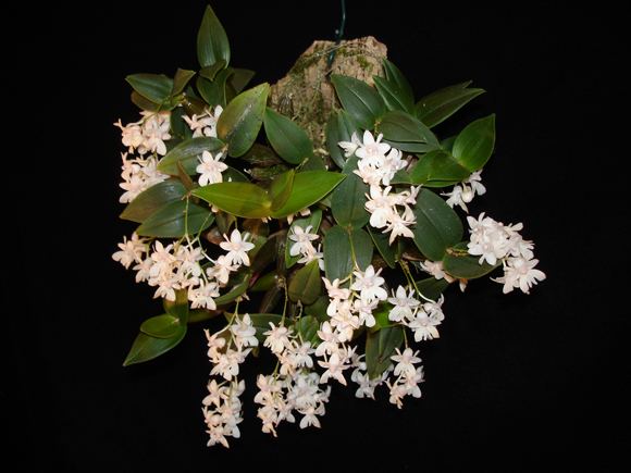 Dendrobium aberrans - kythuatcanhtac.com