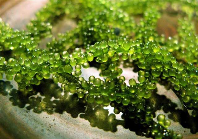 Cách trồng tảo xoắn spirulina - kythuatcanhtac.com