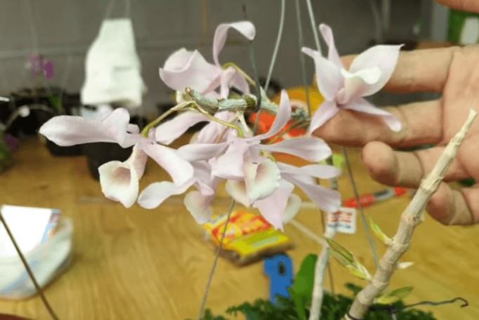 Hoa lan kèn - Nguồn gốc, đặc điểm, cách trồng và chăm sóc hoa lan kèn 16 - kythuatcanhtac.com