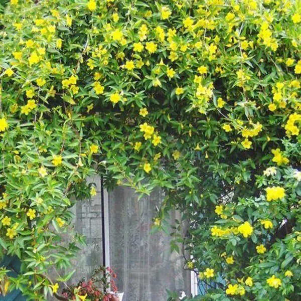 Cây cảnh có số lượng hoa khổng lồ, thơm ngào ngạt, trồng thành giàn amp;#34;vạn người mê đắmamp;#34; - 1 - kythuatcanhtac.com