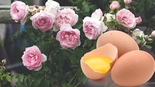 Trứng gà là amp;#34;siêu thực phẩmamp;#34; của hoa hồng, bón 1 chút vào gốc hoa sẽ tuôn thành thảm - 1 - kythuatcanhtac.com