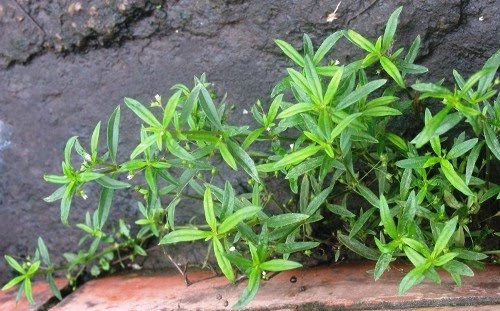 làm cỏ cho lan trong quá trình trồng - kythuatcanhtac.com