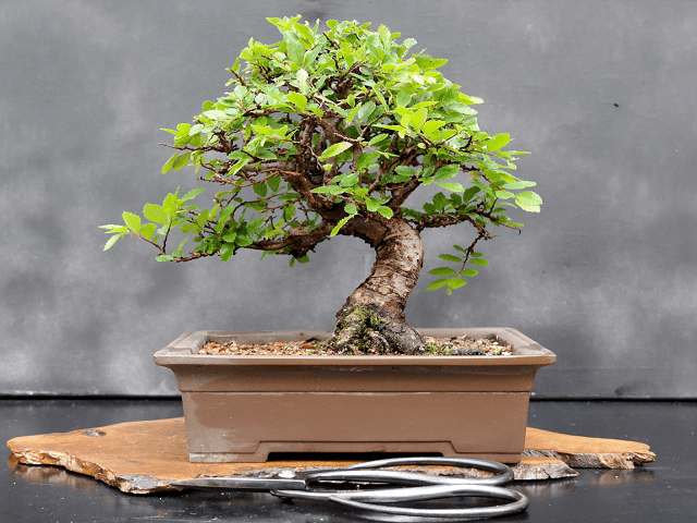 Phân loại và chăm sóc các loại cây cảnh bonsai đơn giản tại nhà - kythuatcanhtac.com