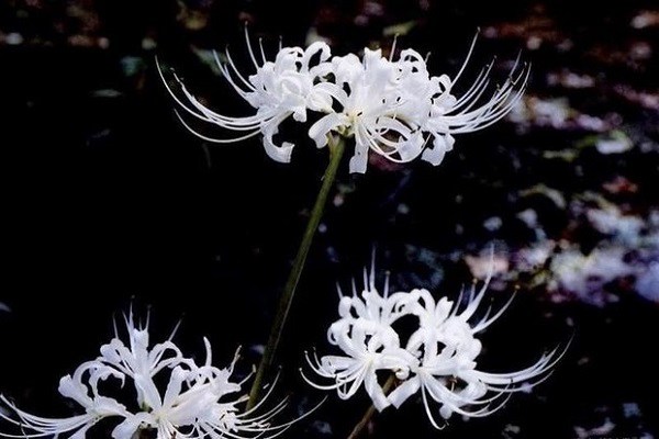 Ý nghĩa hoa Bỉ Ngạn, công dụng và cách trồng giúp hoa nở đẹp - 3 - kythuatcanhtac.com