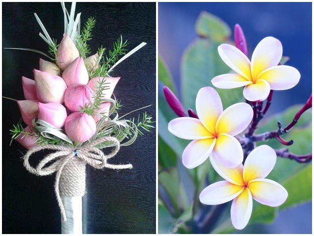 10 loài hoa đẹp nhất thế giới, số 8 ở Việt Nam mọc đầy, vài chục nghìn 1 bó to - kythuatcanhtac.com