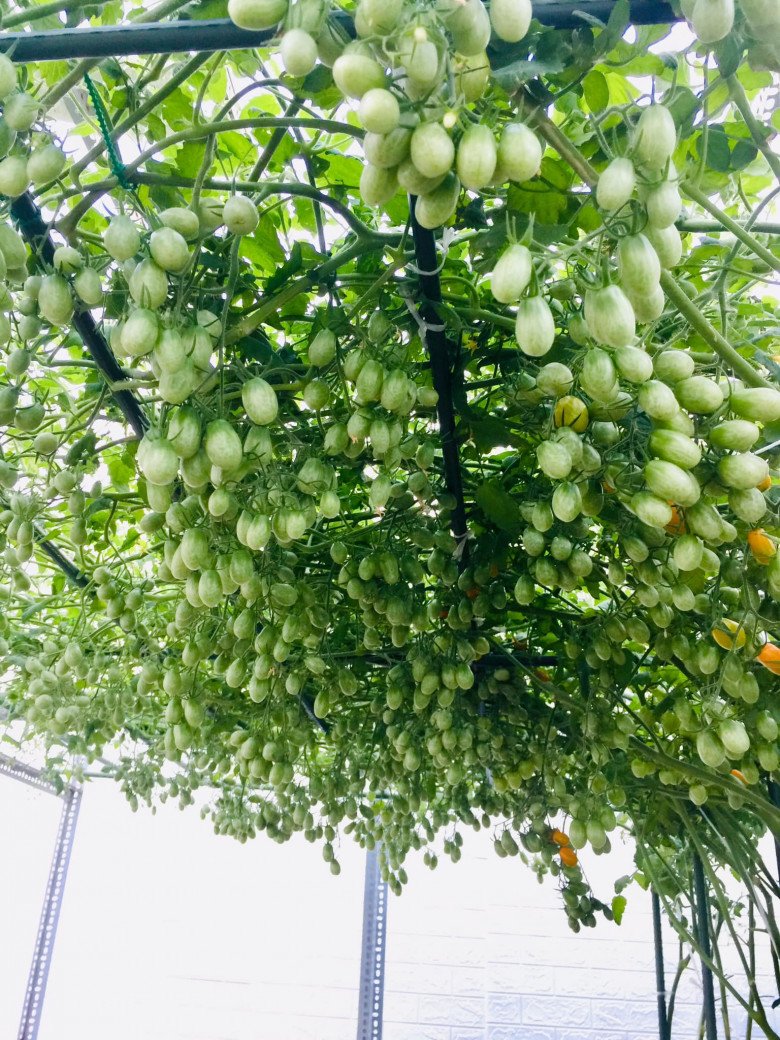 Mẹ đảm Sài Gòn chia sẻ bí quyết trồng cà chua sai trĩu quả, thu hoạch 100kg mỗi vụ - 8 - kythuatcanhtac.com