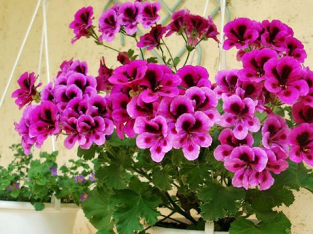 5 loại hoa vừa đẹp lại có công dụng đuổi muỗi xuất sắc nên trồng ở ban công - kythuatcanhtac.com