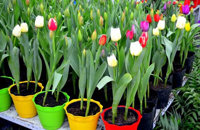 Cách trồng hoa tulip trong chậu - kythuatcanhtac.com