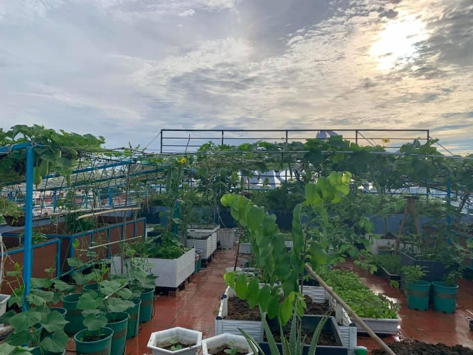 Nhiều lần mất trắng vườn vì mưa bão, mẹ Đà Nẵng quyết tâm phục thù, được sân thượng mướt xanh - 3 - kythuatcanhtac.com